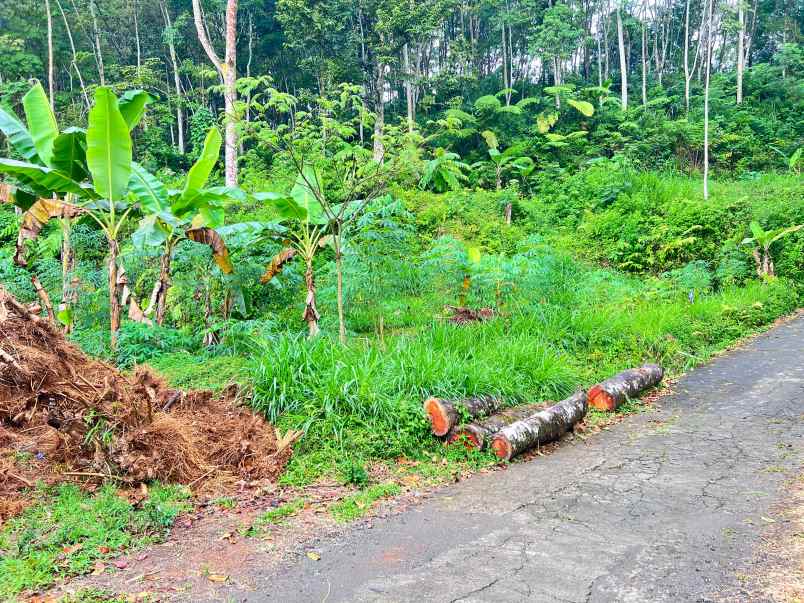 tanah 1690m dekat aliran sungai ngargoyoso