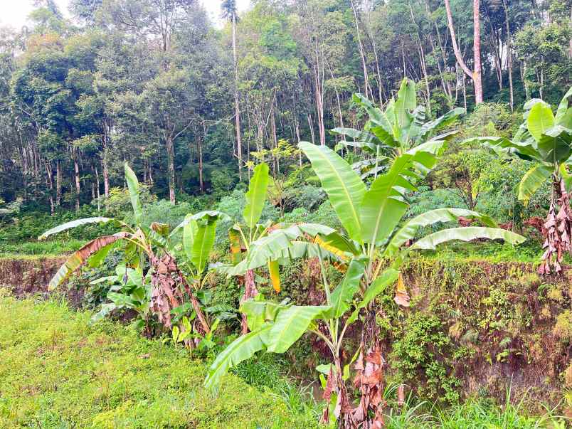 tanah 1690m dekat aliran sungai ngargoyoso