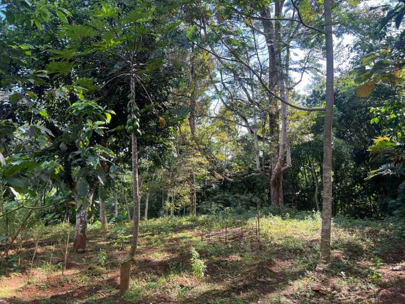 tanah 1700m bonus rumah limasan mojogedang