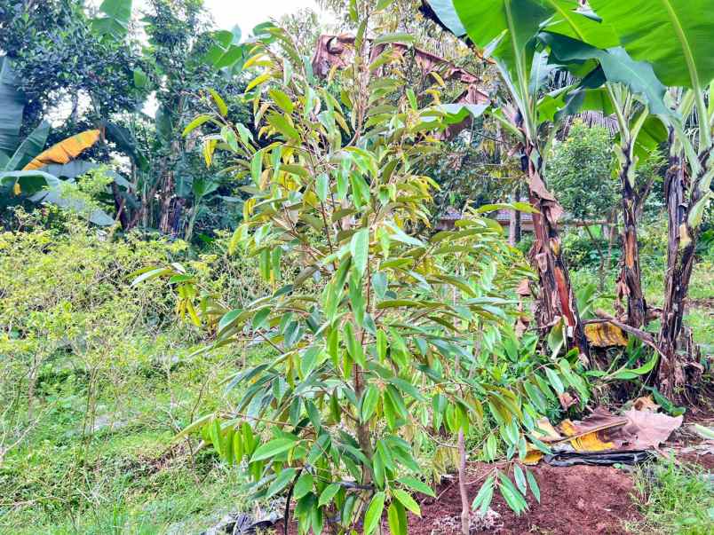 tanah 250 juta bonus pohon durian karanganyar