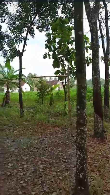 tanah di kogop natar lampung selatan