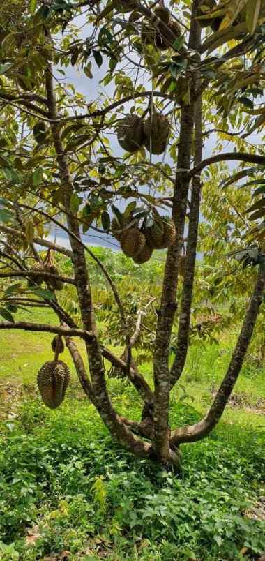 tanah sentra kebun durian kerjo