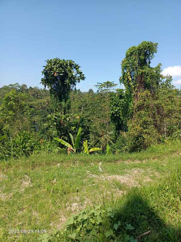 tanah view jungle dekat samsara resort ubud bali
