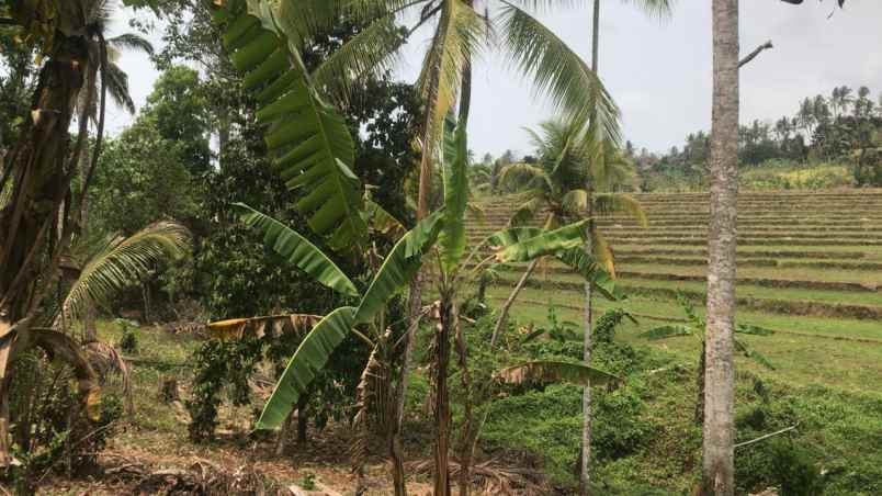 tanah view sawah di selemadeg tabanan bali