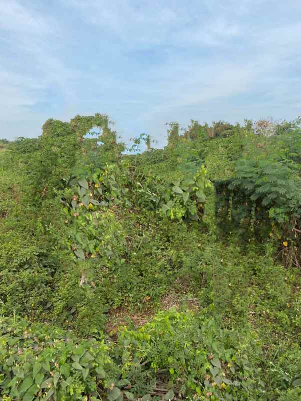 dijual tanah cerme gresik