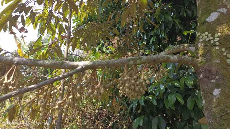 dijual tanah desa ciracas kecamatan