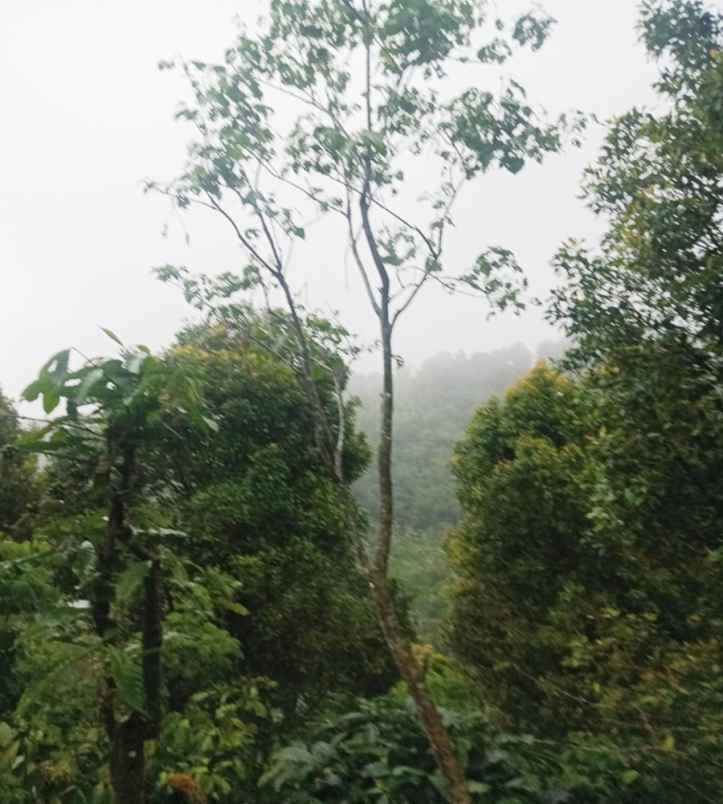 dijual tanah desa galungan munduk masem