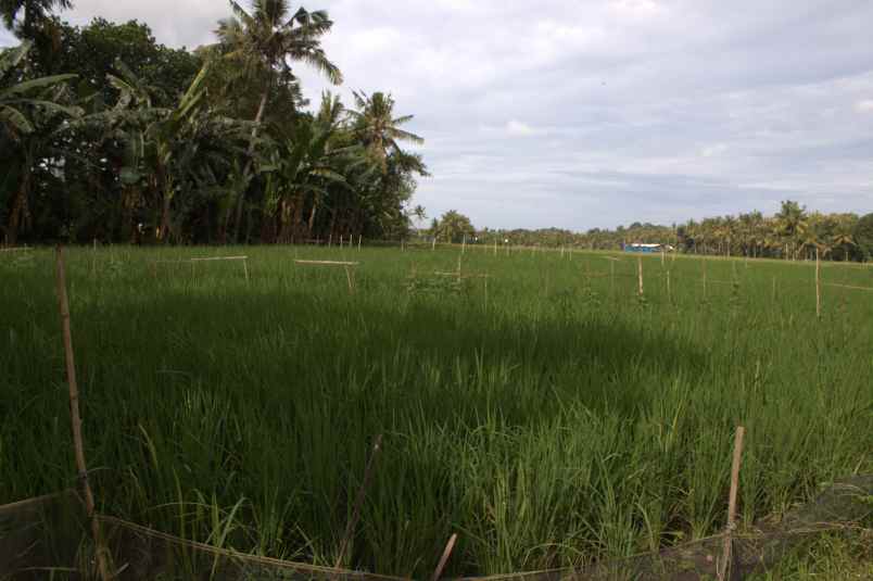 dijual tanah desa karangbendo kec rogojampi