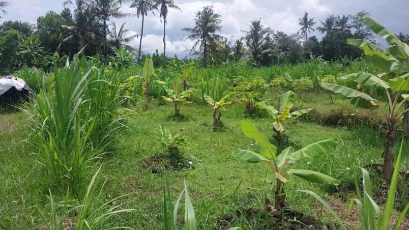 dijual tanah dijual tanah di desa