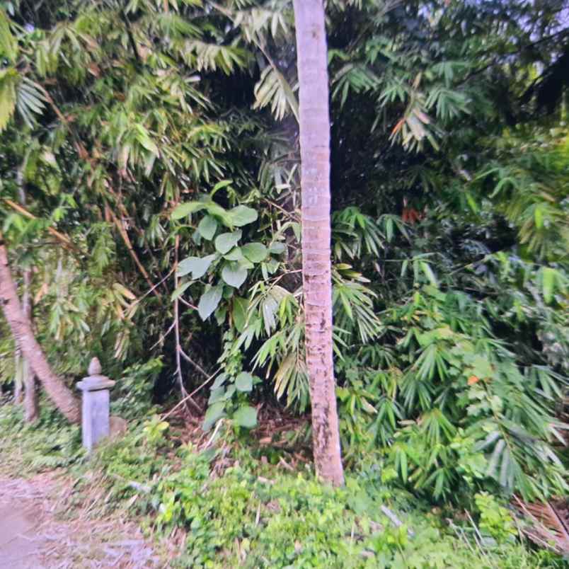 dijual tanah karangnongko