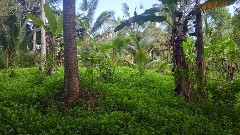 dijual tanah kebun murah berlokasi di desa lumbung