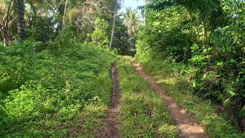 dijual tanah kebun murah berlokasi di desa lumbung