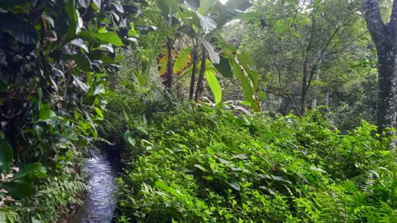 dijual tanah kebun murah berlokasi di desa lumbung