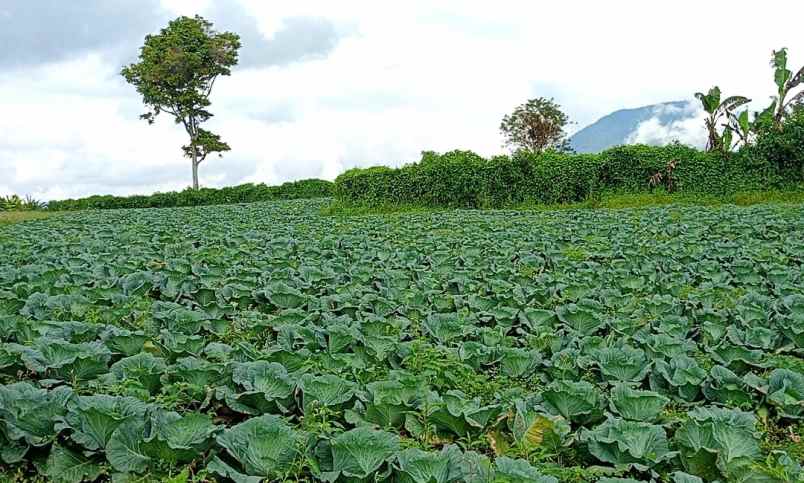 dijual tanah persedanta barus jahe