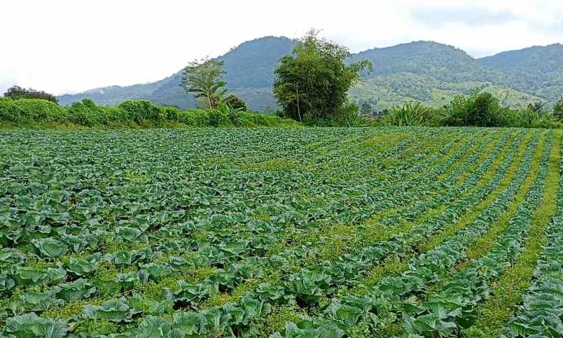 dijual tanah persedanta barus jahe