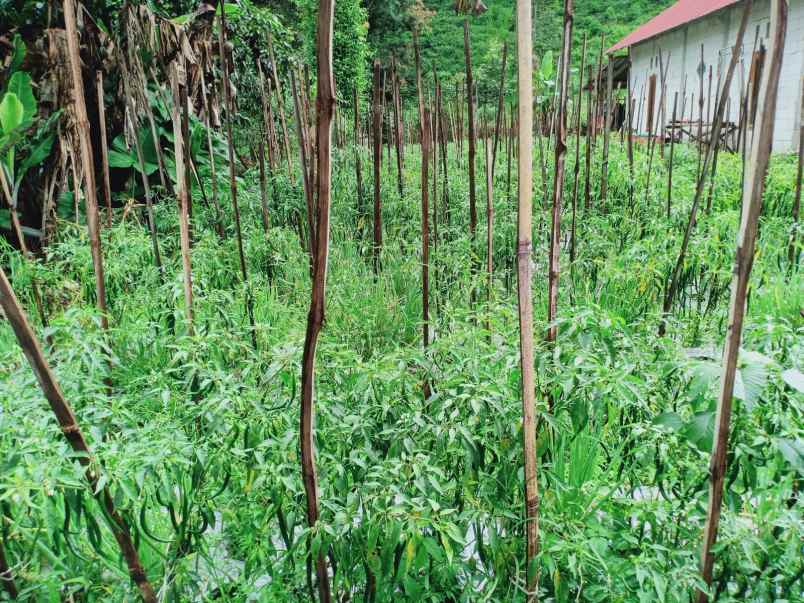 tanah kemuning ngargoyoso