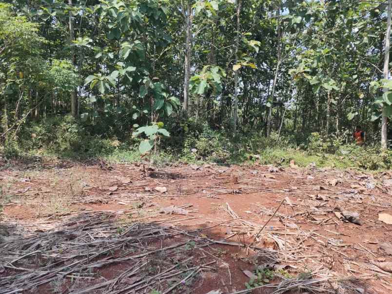 tanah murah 1198m hanya 100 juta karanganyar