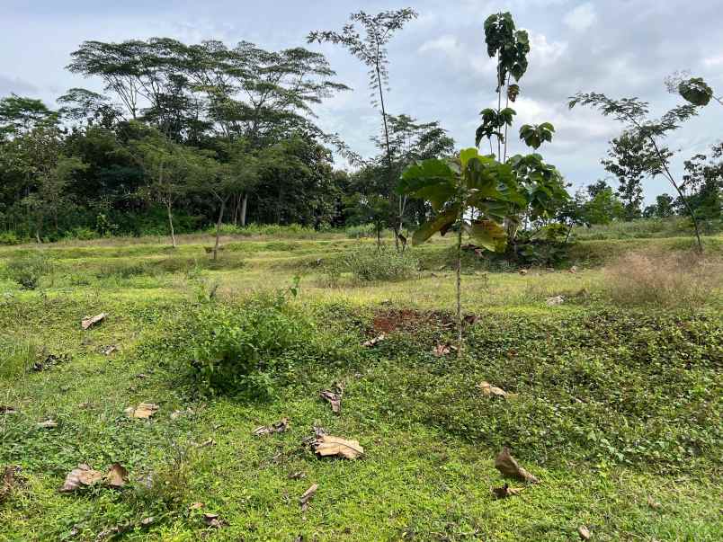 tanah murah 1198m hanya 100 juta karanganyar