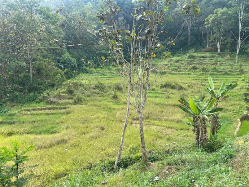 tanah sawah 2394m udara dingin karanganyar