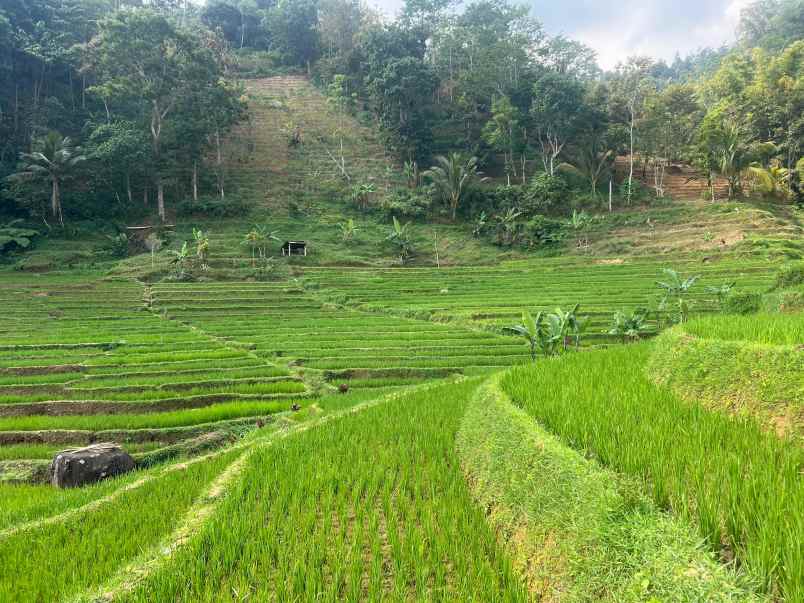 tanah sawah 2394m udara dingin karanganyar