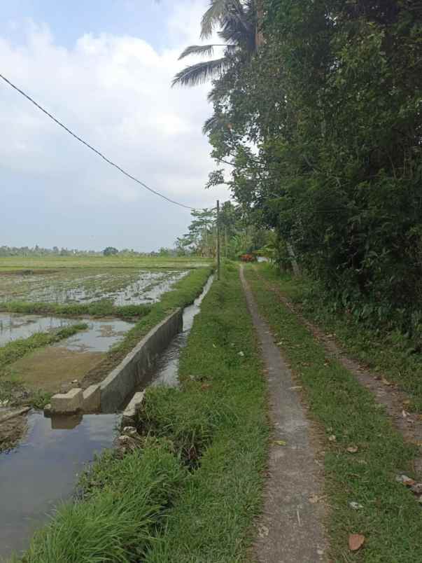 tanah sawah harga murah di penebel tabanan bali