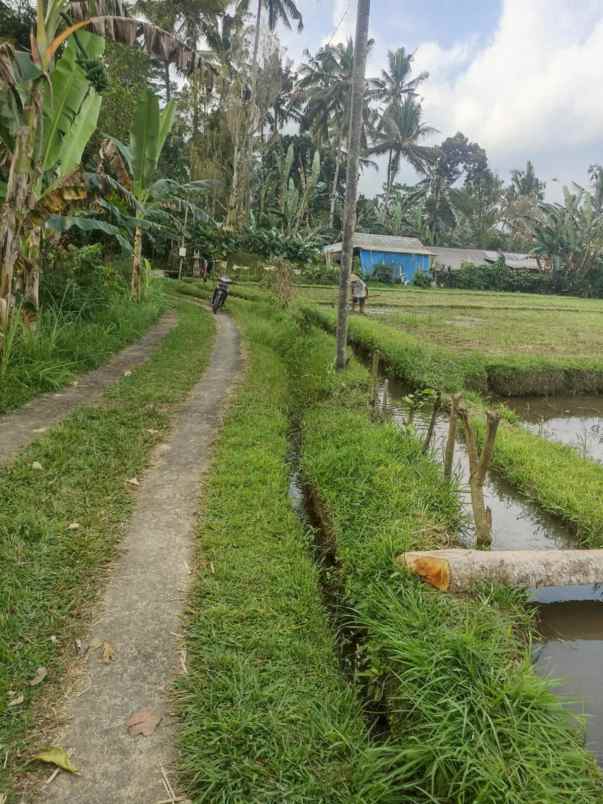 tanah sawah harga murah di penebel tabanan bali