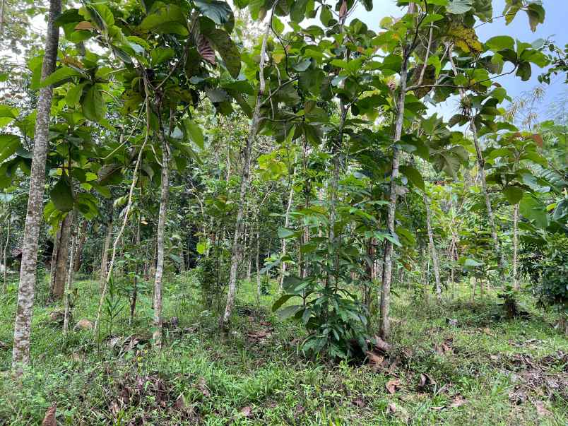 tanah siap bangun 1986m kerjo karanganyar