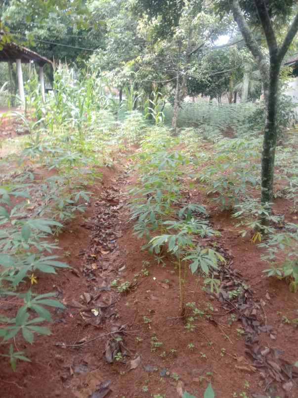 dijual rumah dijual rumah di gembong