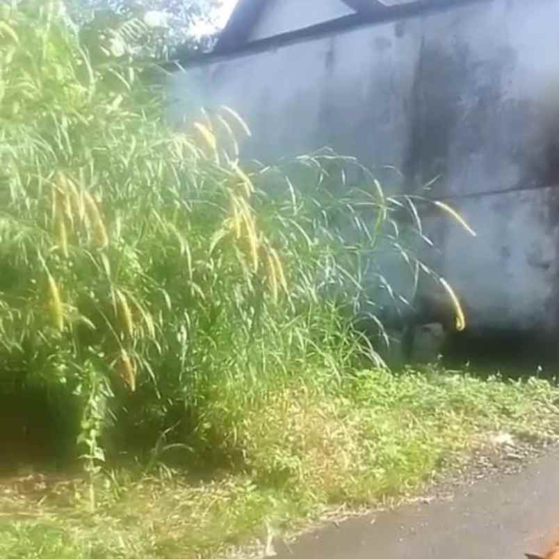 dijual tanah banjar dangin yeh