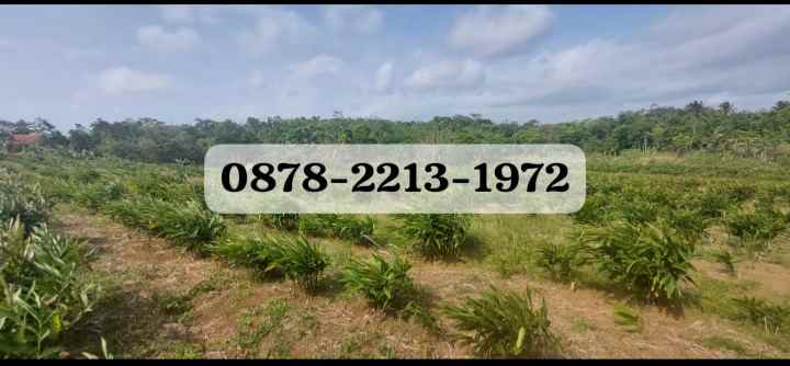 dijual tanah citepus s sukabumi