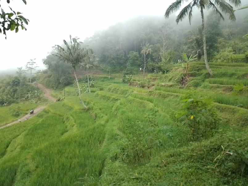 dijual tanah dan sawah produktif pinggir jalan