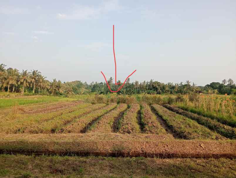 dijual tanah desa antap kec selemadeg