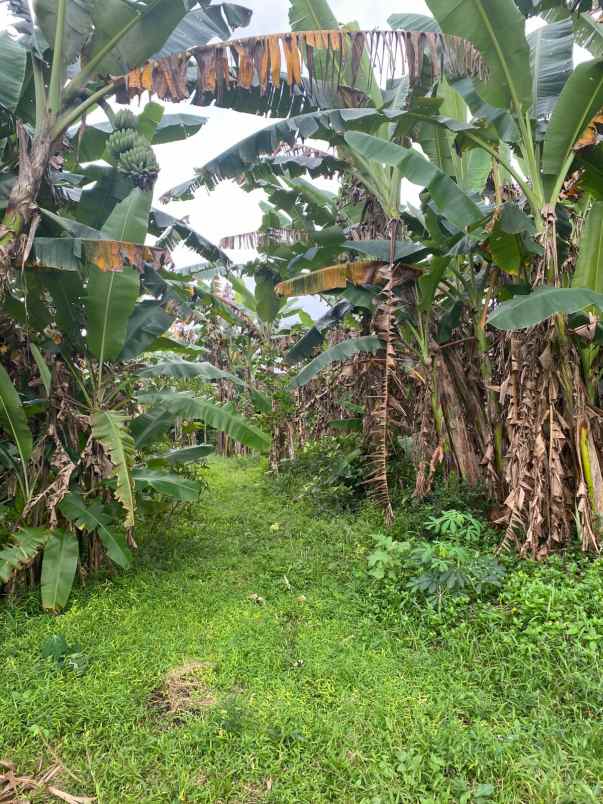 dijual tanah di kepitu kec trimulyo kab sleman