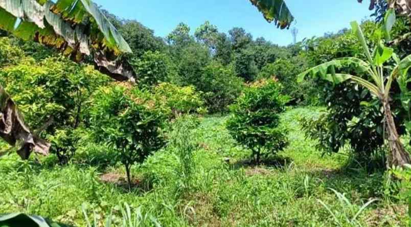 dijual tanah ji raya pasir putih pasir