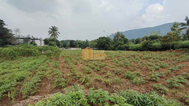 dijual tanah jl wangun jaya kelurahan