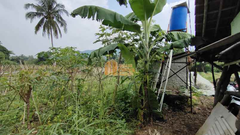 dijual tanah jl wangun jaya kelurahan