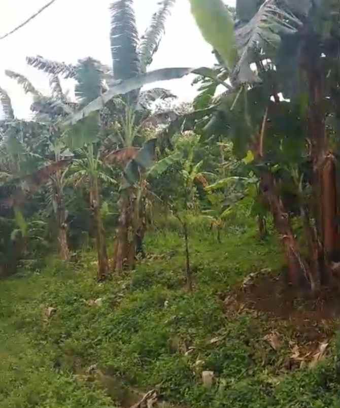 dijual tanah kebun strategis pinggir jalan