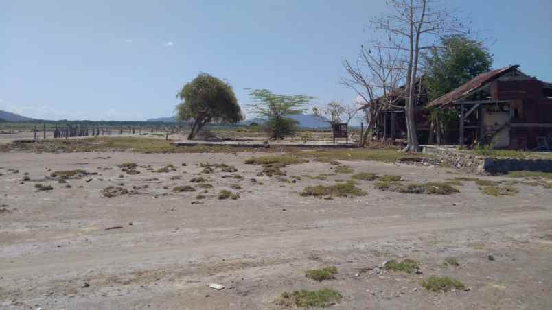 dijual tanah labuhan kuris lape sumbawa