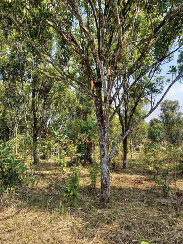 dijual tanah raya nagreg