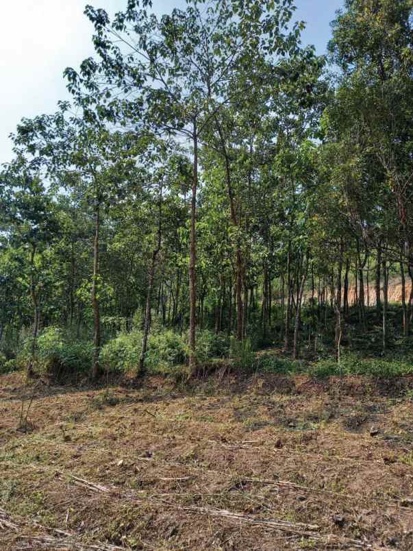 dijual tanah raya nagreg