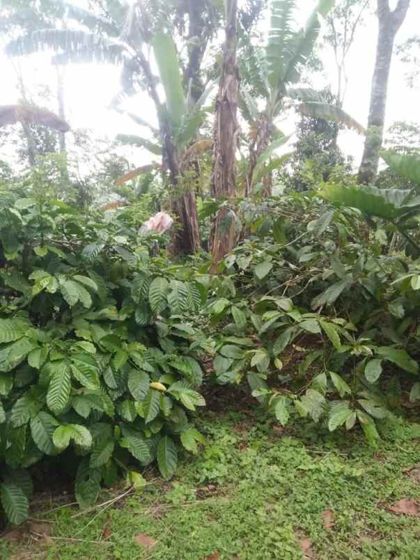 dijual tanah sanda pupuan tabanan bali