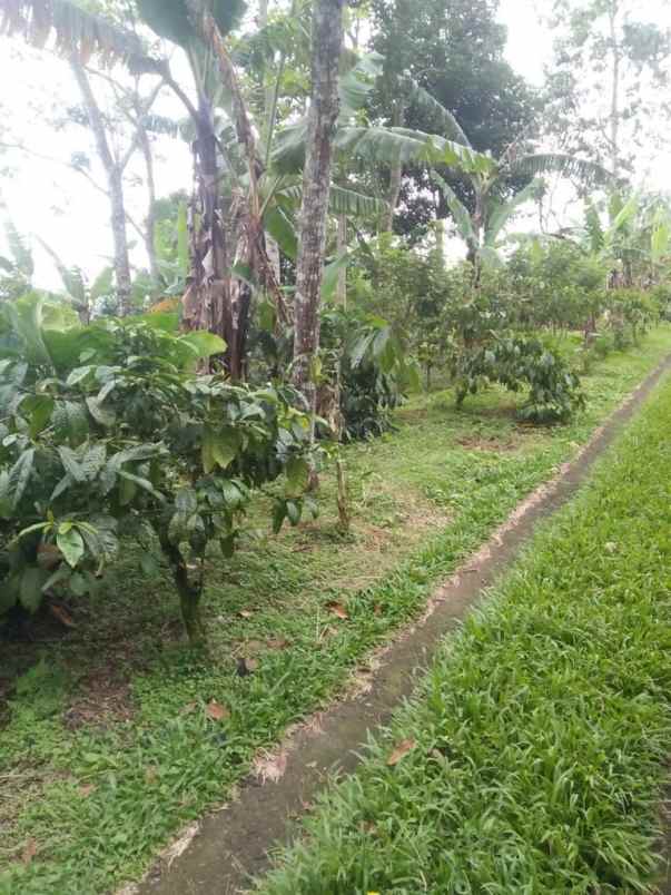 dijual tanah sanda pupuan tabanan bali