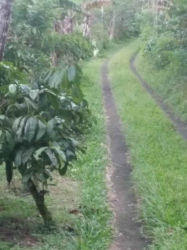 dijual tanah sanda pupuan tabanan bali