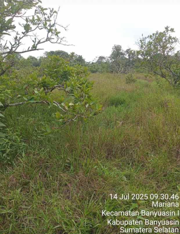 dijual tanah sematang borang