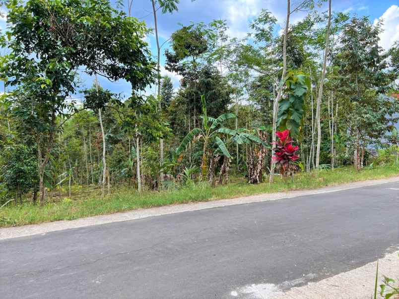 jual tanah datar 1 hektar karangpandan karanganyar