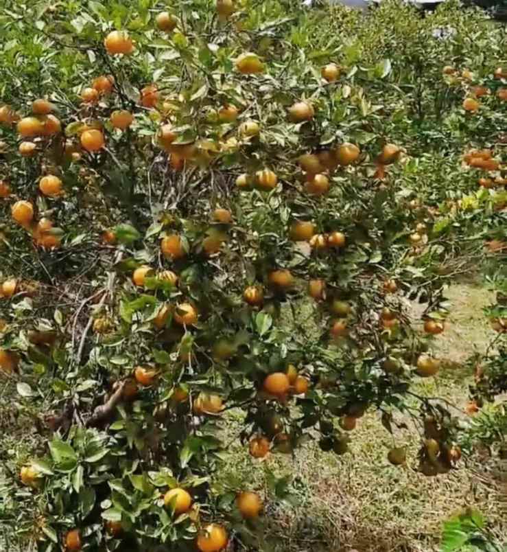 jual tanah kebun sangat bagus di kintamani bangli bali