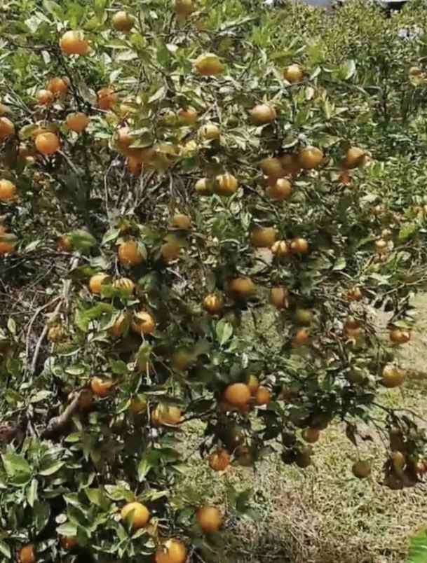 jual tanah kebun sangat bagus di kintamani bangli bali