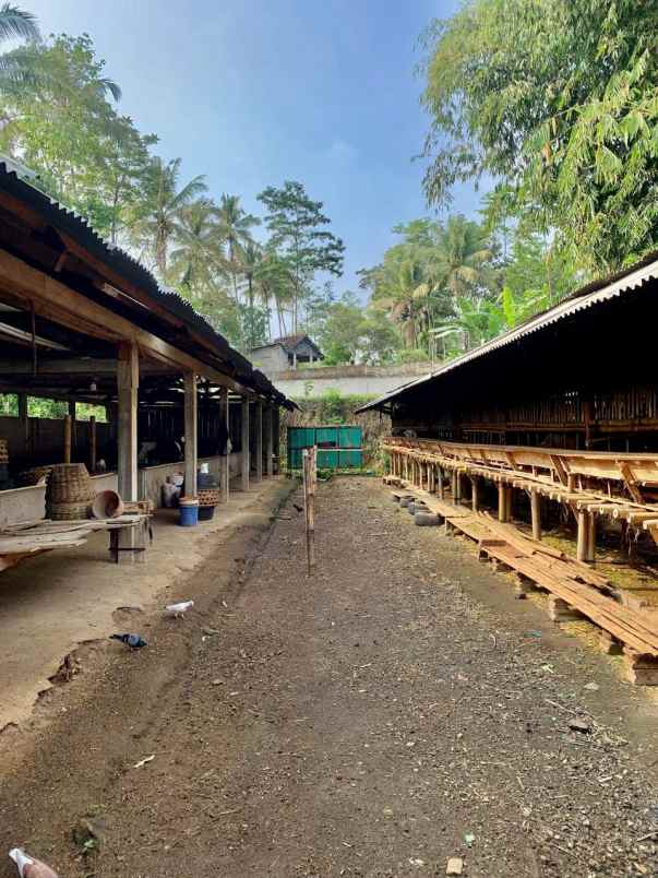 kandang peternakan lokasi ampel boyolali strategis