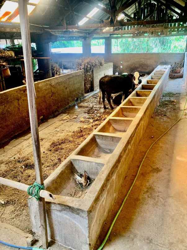 kandang peternakan lokasi ampel boyolali strategis