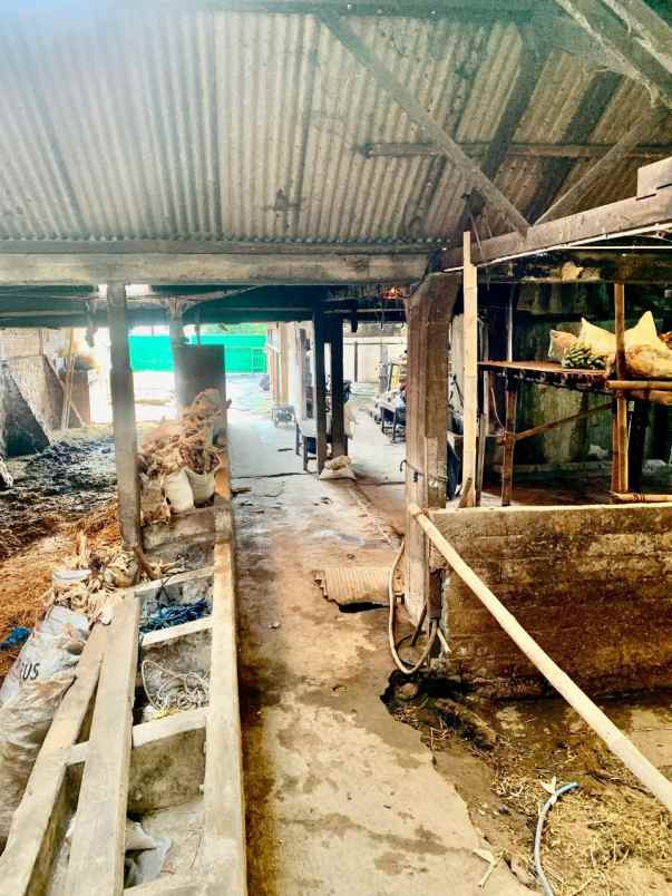 kandang peternakan lokasi ampel boyolali strategis